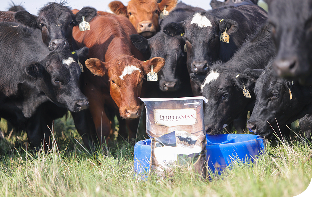 Animal Nutrition